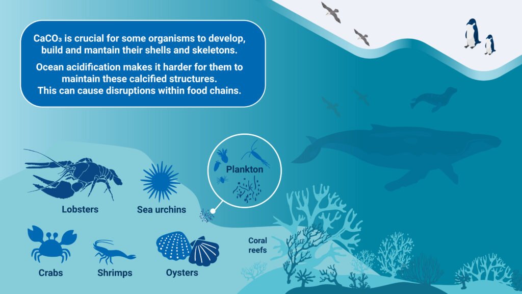 Graphic showing effects of ocean acidification on coral reefs and shellfish