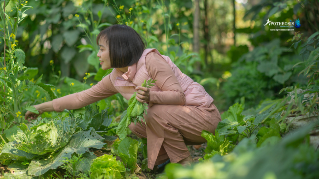 Person harvesting leafy greens in a lush vegetable garden, representing sustainable agriculture within climate solutions
