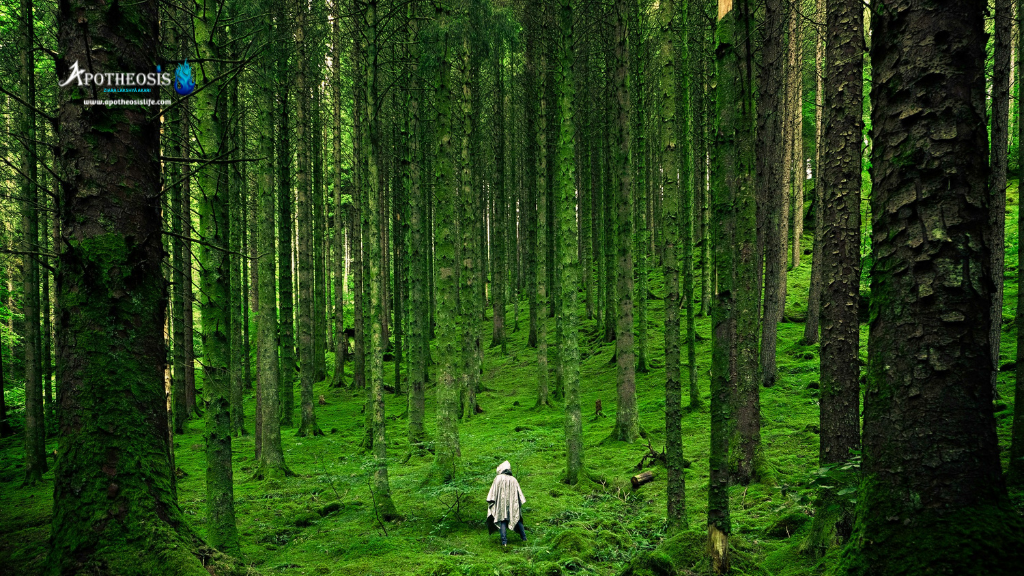 Person walking through a moss‑covered forest that represents natural environments connected to Carbon Markets.