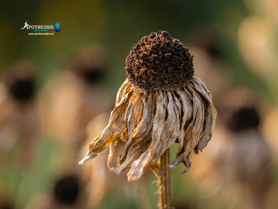 Dried flower in a changing landscape symbolizing environmental pressures linked to Climate-driven Migration.