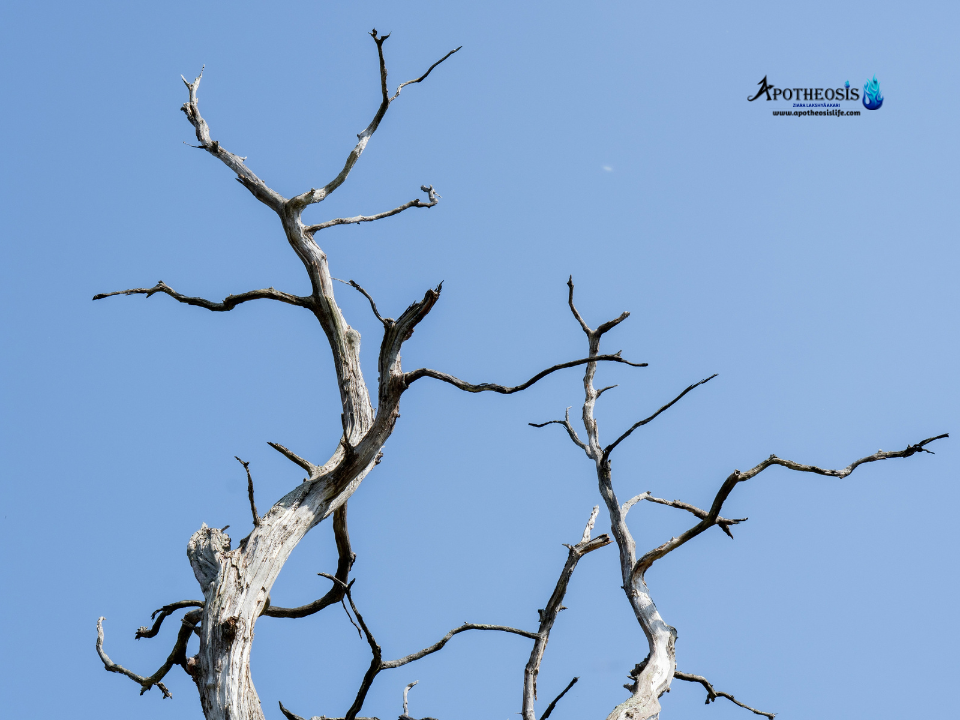 Dead tree against a clear sky representing climate stress impacting Rural Economies.