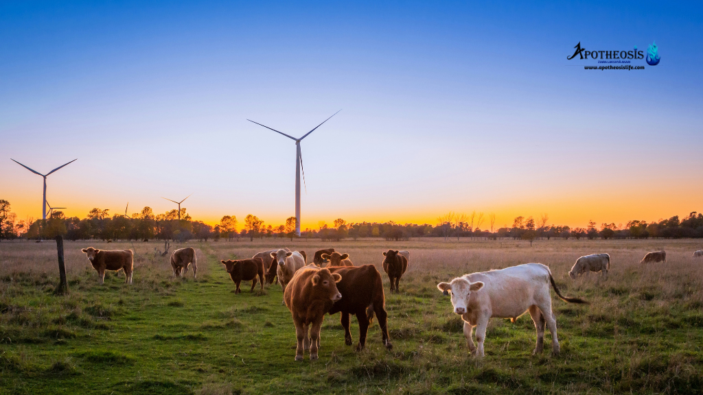 Cows grazing near wind turbines at sunset, illustrating how renewable energy is reshaping Rural Economies.